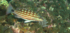 Lutjanus decussatus