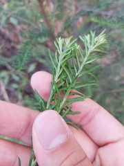 Ozothamnus diosmifolius