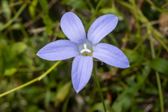 Wahlenbergia stricta