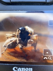 Aelurillus lopadusae