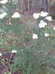 Ozothamnus diosmifolius