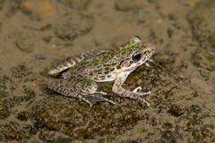 Odorrana tianmuii
