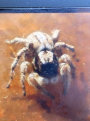 Aelurillus lopadusae