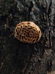 Hexagonia vesparia