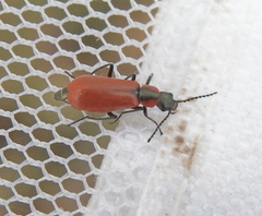 Anthocomus rufus