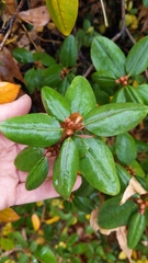 Rhododendron carolinianum