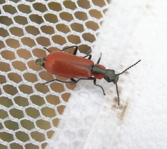 Anthocomus rufus