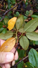 Rhododendron carolinianum