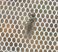 Heleomyzidae