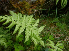 Phegopteris