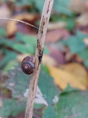 Euomphalia strigella