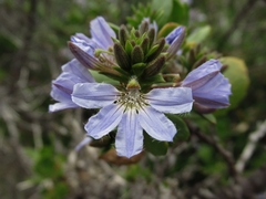 Scaevola crassifolia