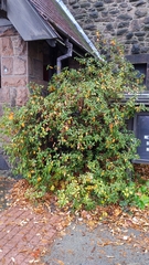 Rhododendron carolinianum