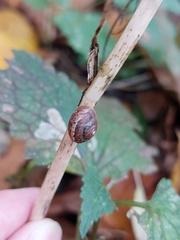 Euomphalia strigella