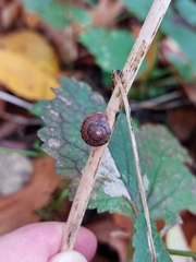 Euomphalia strigella