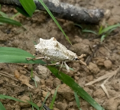 Platyomus piscatorius