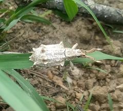 Platyomus piscatorius