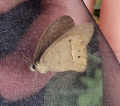 Hypocysta pseudirius