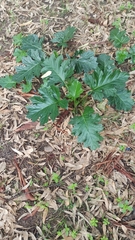 Acanthus mollis