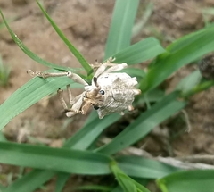 Platyomus piscatorius
