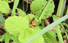 Ctenochares bicolorus