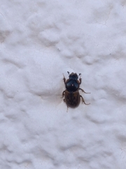 Aphodiinae