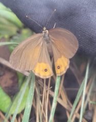 Hypocysta pseudirius