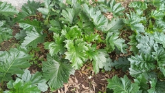 Acanthus mollis