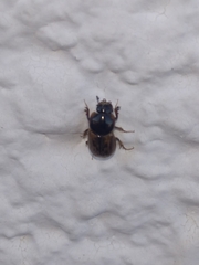 Aphodiinae