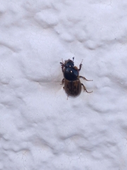 Aphodiinae
