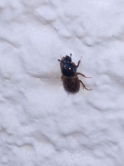 Aphodiinae