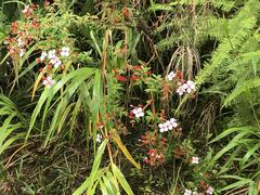 Monochaetum floribundum