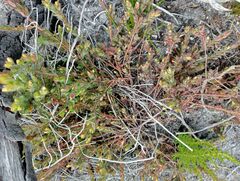 Gnidia humilis