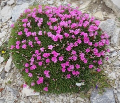 Acantholimon trojanum
