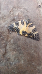 Pantherodes pardalaria