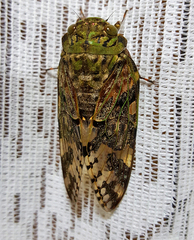 Cicadidae