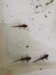 Pleurodelinae