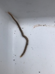 Henia vesuviana