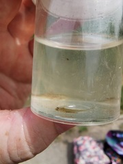 Pleurodelinae