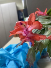 Schlumbergera