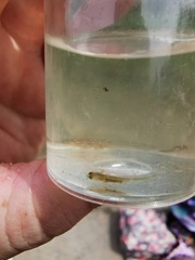 Pleurodelinae