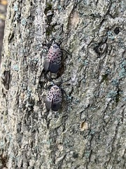 Lycorma