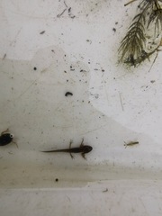 Pleurodelinae