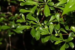Psychotria daphnoides