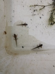 Pleurodelinae