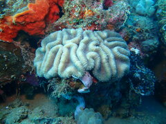 Lobophyllia