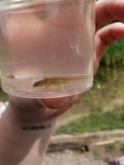 Pleurodelinae