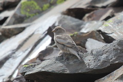 Leucosticte brandti