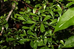 Psychotria daphnoides