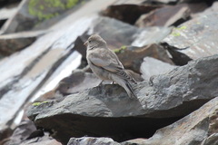 Leucosticte brandti